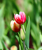 Red-white tulip and buds