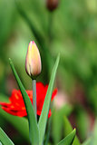 Orange tulip bud