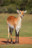 Red lechwe antelope