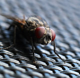 House fly macro closeup