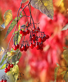 Red autumn berries