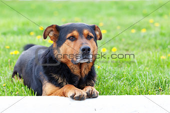 Dog portret over green grass