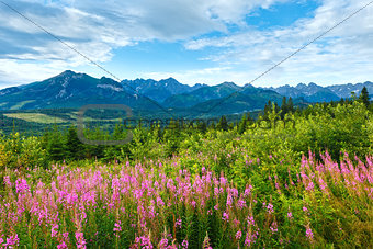 Summer morning mountain landscape with pink flowers (Poland)