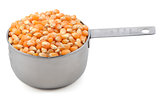 Popcorn maize in an American cup measure