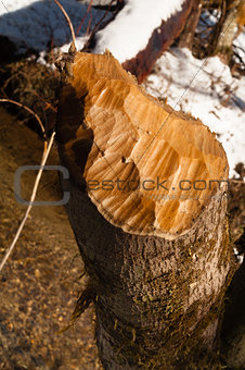 Tree Stump Cut by a Beaver 