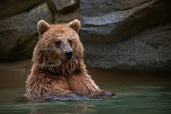 Brown bear in a swimming pool