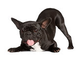 exhausted Black French Bulldog kneeing and panting
