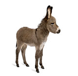 Side view of donkey foal, 2 months old, standing against white background, studio shot