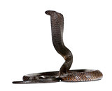 Egyptian Cobra, Naja Haje, studio shot