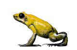 Side view of Golden Poison Frog, Phyllobates terribilis, against white background, studio shot