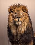 Lion looking up, Panthera Leo on brown background