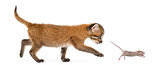 Side view of an Asian golden cat chasing a young mouse, isolated