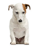 Front view of a Jack Russell Terrier sitting, looking down, 6 ye