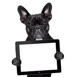 dog with tablet pc