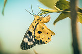 Yellow moth