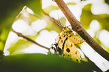 Yellow moth