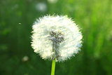 Beautiful summer dandelion on a green background closeup