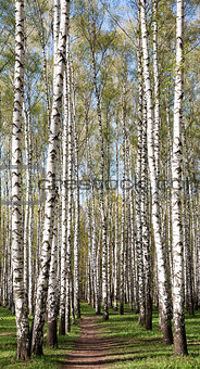Pathway in the sunny evening birch forest with first spring gree