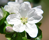 White apple spring flowers