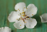 macro shot of cherry blossoms - focus on stamens