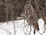 Great Grey Owl in a tree