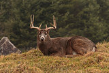 Male buck with antlers