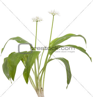 flower of garlic