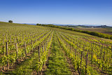 Wine country vineyard in Northern Italy