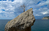 Dead pine on the cliff above the sea.