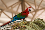Parrot macaw