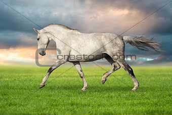 White horse run
