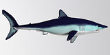 Mako Shark Side Profile