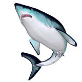 Maco Shark