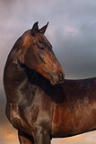 Horse portrait sunset