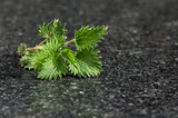 Nettles on a marble table