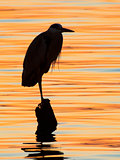 Grey heron, Ardea cinerea, silhouette standing on the sunset lake