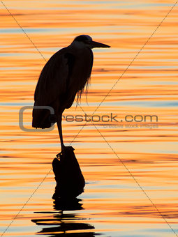 Grey heron, Ardea cinerea, silhouette standing on the sunset lake