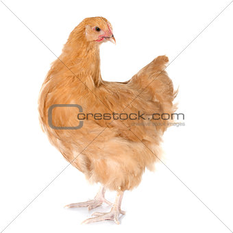 Orpington chicken