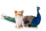 peacock and chihuahua