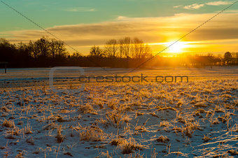 Winter grasses at sunrise
