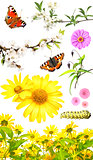 Set of flowers and insects