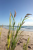 Beach grass glistening in the morning breeze