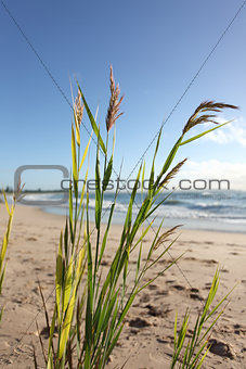 Beach grass glistening in the morning breeze