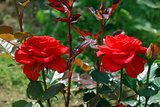 Bright red rose