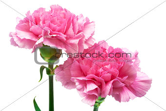 two pink carnation