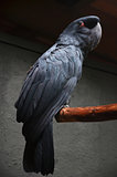 Black macaw 