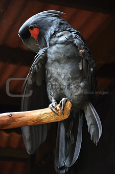 Black macaw