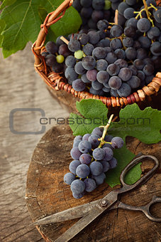 Freshly harvested grapes