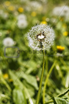 Dandelion head with seeds on the meadow
