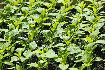 Sweet pepper seedling rows before planting